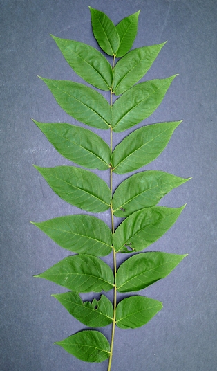 {Juglans nigra}